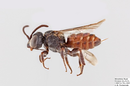 [Holcopasites illinoiensis female (lateral/side view) thumbnail]